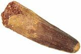 Fossil Spinosaurus Tooth - Real Dinosaur Tooth #311808-1